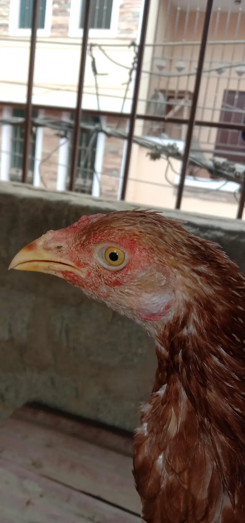 aseel female with 1 chick — photo 3
