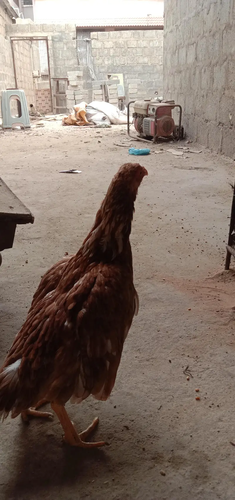 aseel female with 1 chick — photo 5