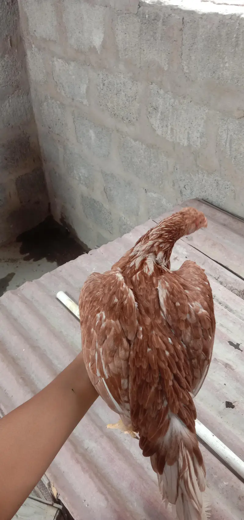 aseel female with 1 chick — photo 6