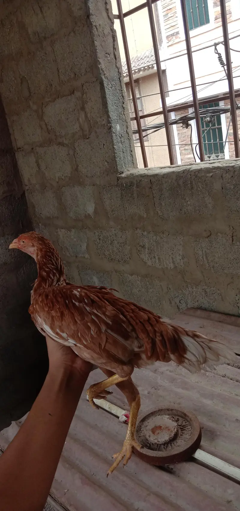 aseel female with 1 chick — photo 7