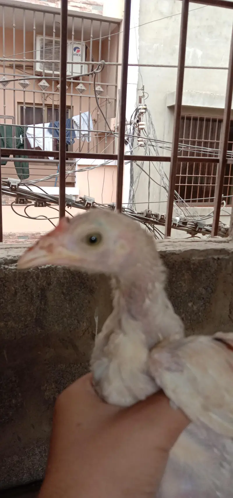 aseel female with 1 chick — photo 8