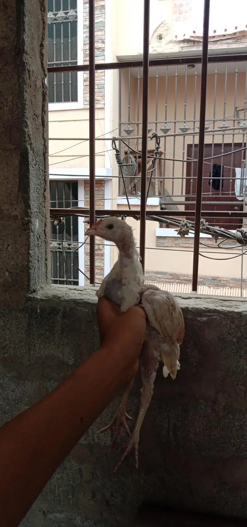 aseel female with 1 chick — photo 9