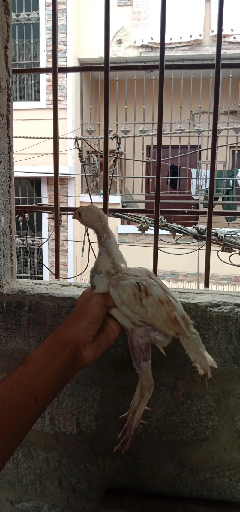 aseel female with 1 chick — photo 10