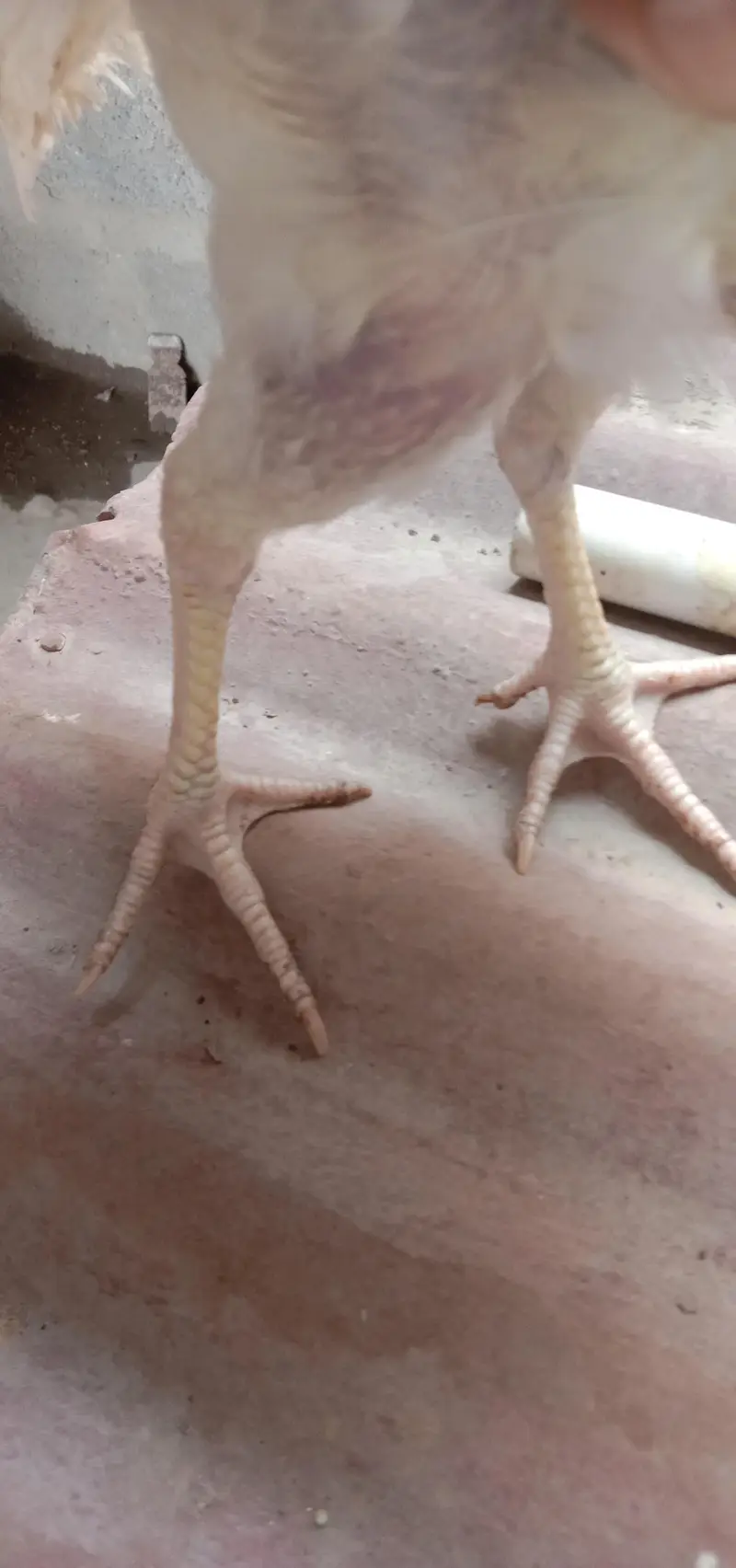 aseel female with 1 chick — photo 11