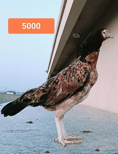 aseel for sale (male +female )