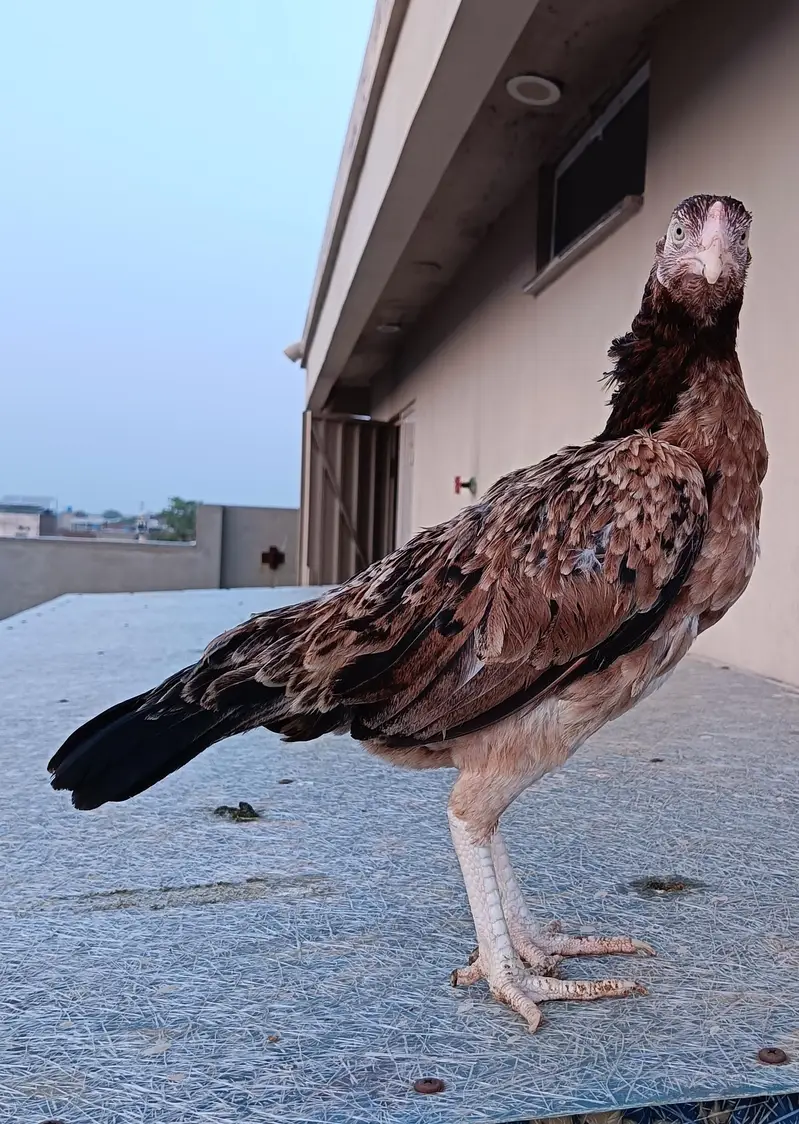 aseel for sale (male +female ) — photo 2