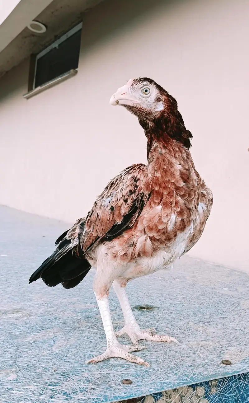 aseel for sale (male +female ) — photo 3