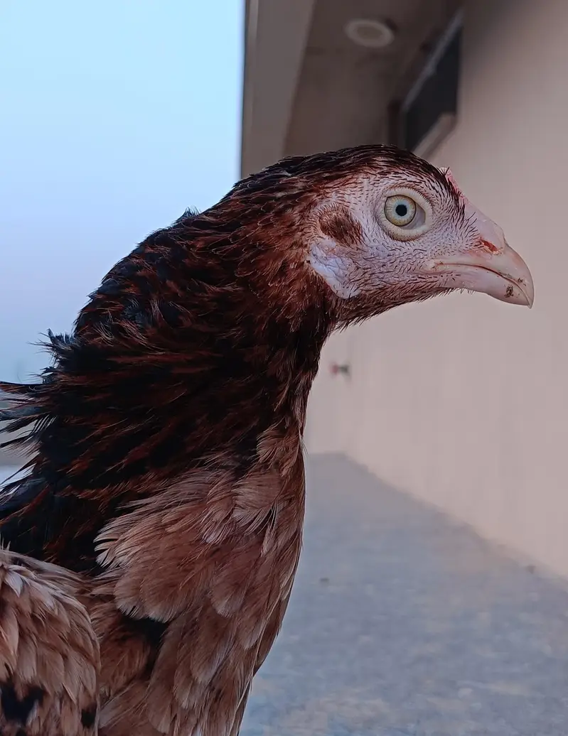 aseel for sale (male +female ) — photo 4