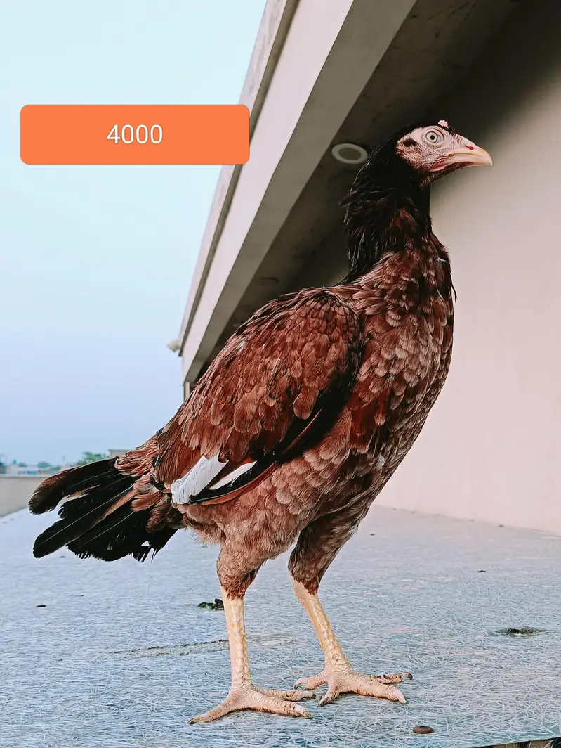 aseel for sale (male +female ) — photo 5
