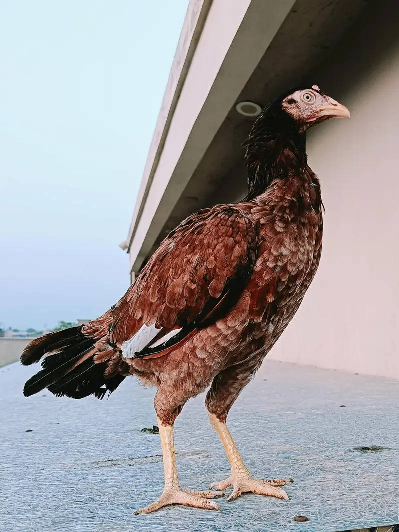 aseel for sale (male +female ) — photo 6