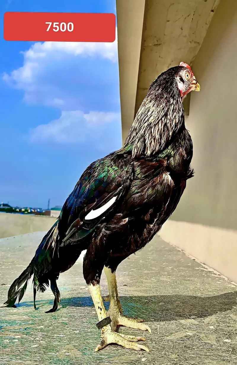 aseel for sale (male +female ) — photo 7