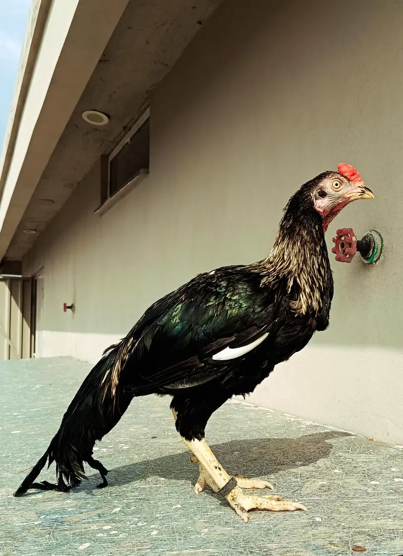 aseel for sale (male +female ) — photo 8