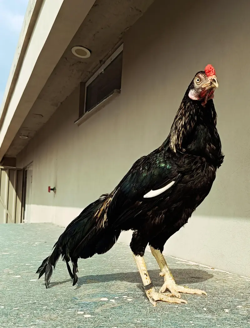 aseel for sale (male +female ) — photo 9