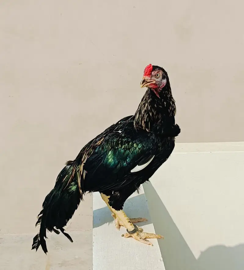 aseel for sale (male +female ) — photo 10