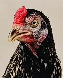 aseel for sale (male +female ) — photo 12