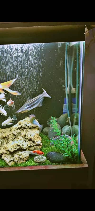 Complete Glass Fish Aquarium Setup with Stand & Accessories