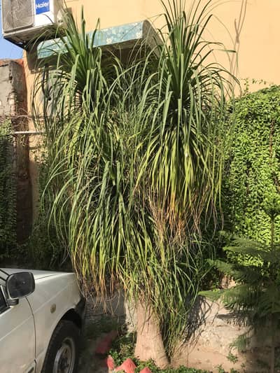 Mature Ponytail Palm /Bottle Palm Tree