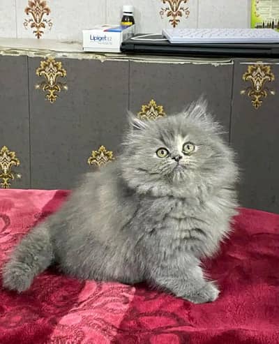 Persian kittens for sale only Contact whatup. 03042952518