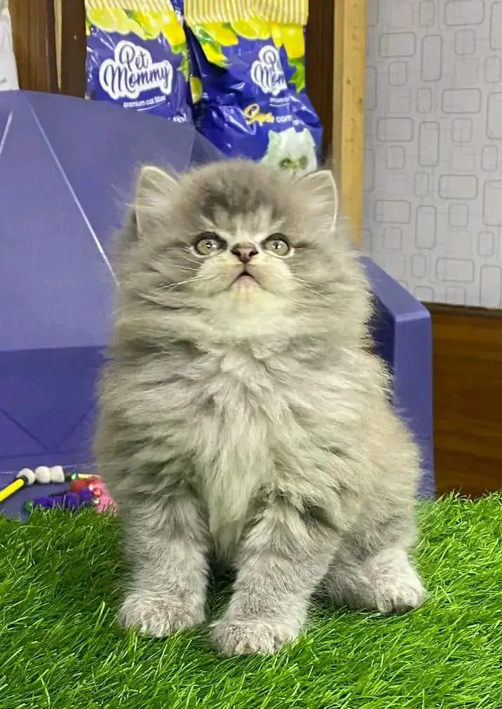 Persian kittens for sale only Contact whatup. 03042952518 — photo 2