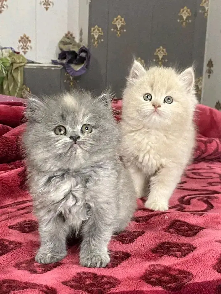 Persian kittens for sale only Contact whatup. 03042952518 — photo 6