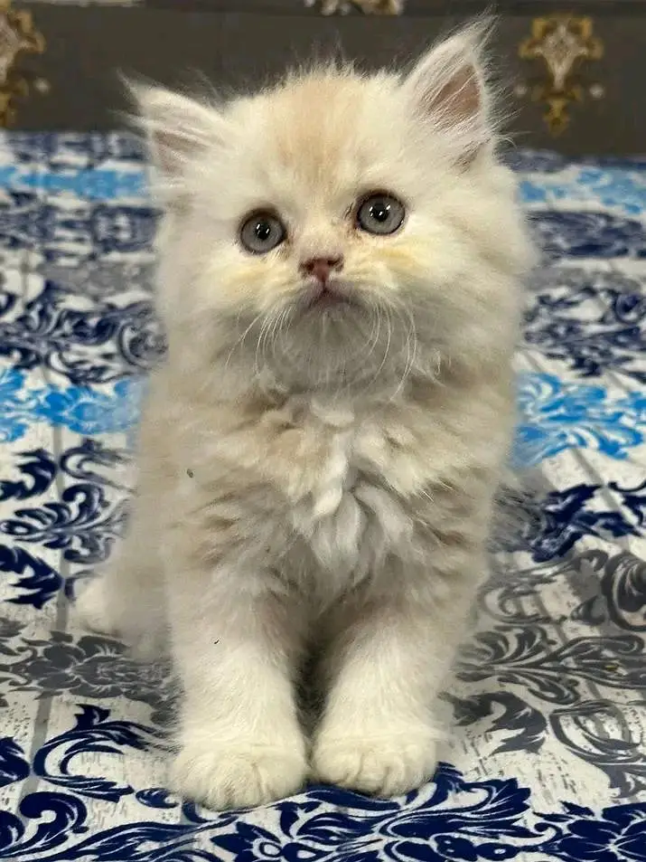 Persian kittens for sale only Contact whatup. 03042952518 — photo 7