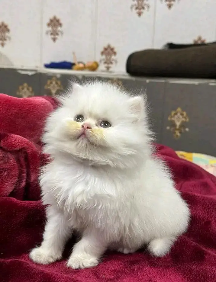 Persian kittens for sale only Contact whatup. 03042952518 — photo 8