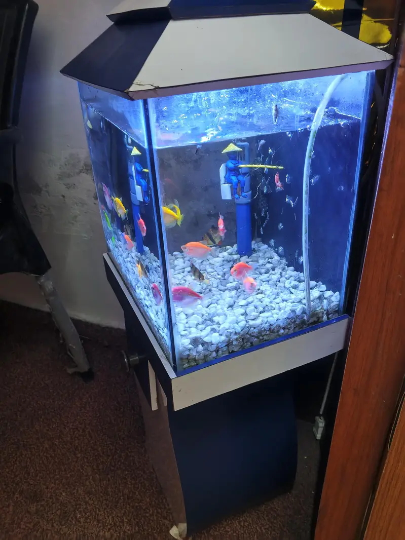 10/9 condition fish aquarium — photo 3