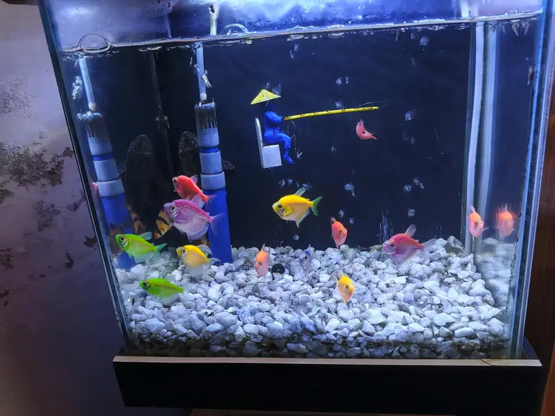 10/9 condition fish aquarium — photo 5