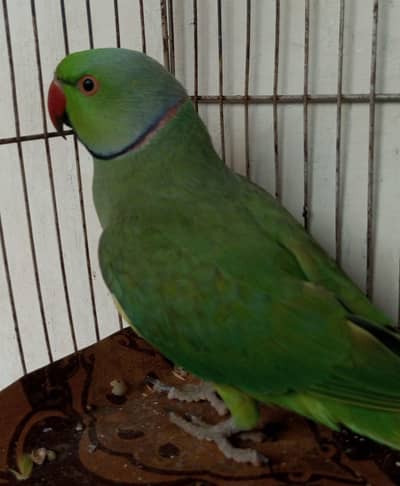 friendly parrot hamdtame