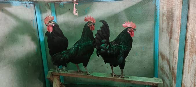 Australorp Murgha for sale