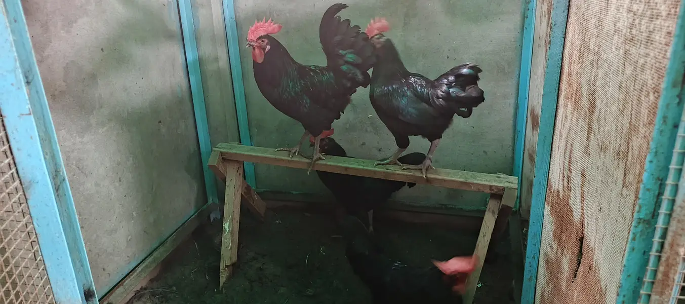 Australorp Murgha for sale — photo 2