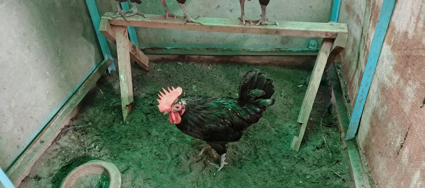 Australorp Murgha for sale — photo 3