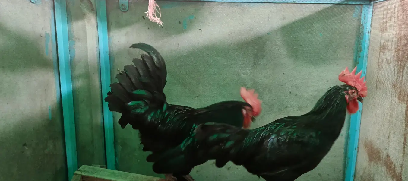Australorp Murgha for sale — photo 4