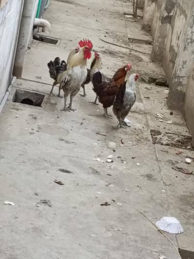 mishri hens
