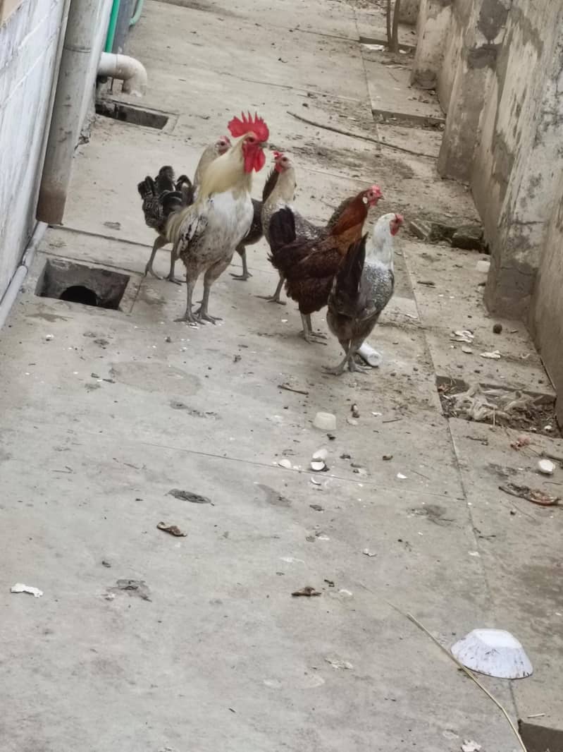 mishri hens 0