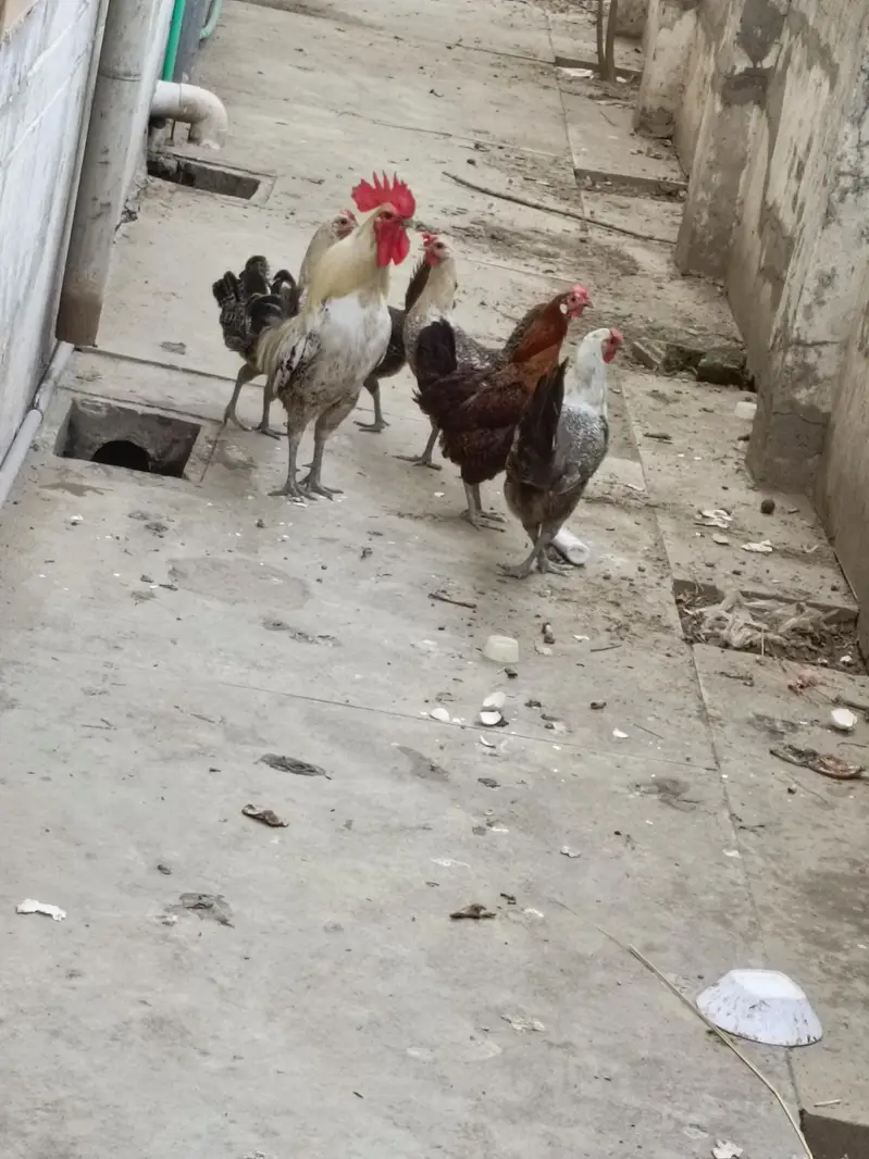 mishri hens
