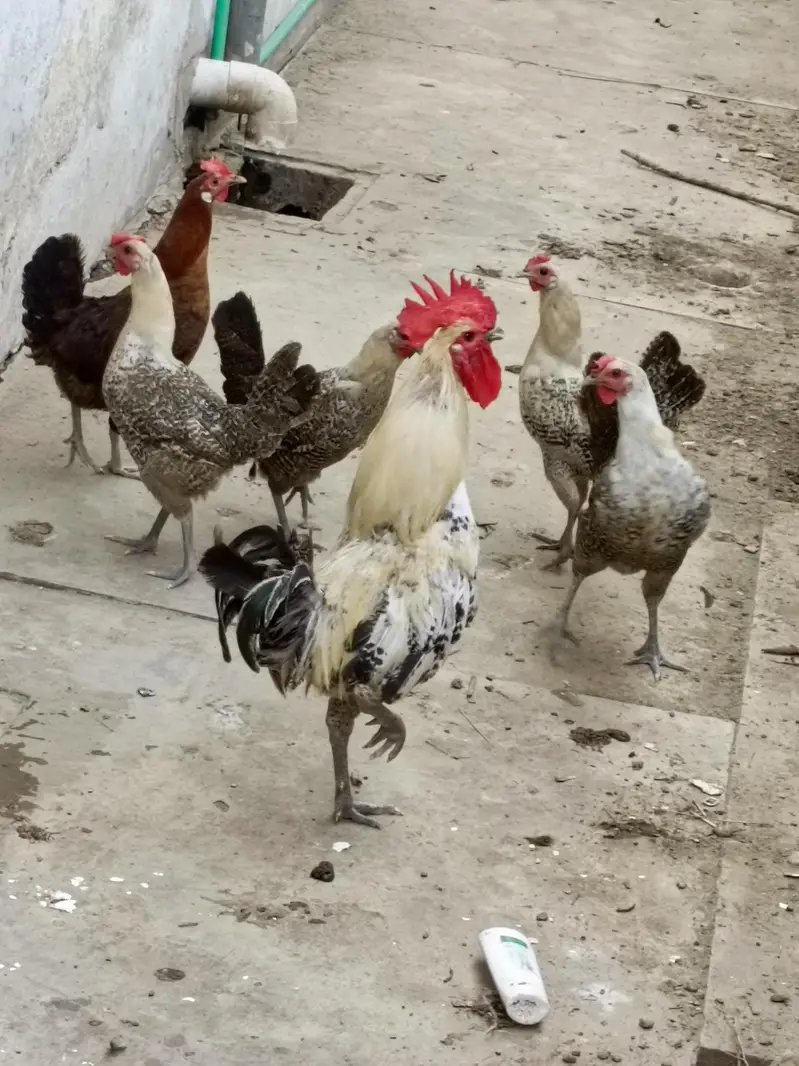 mishri hens — photo 2