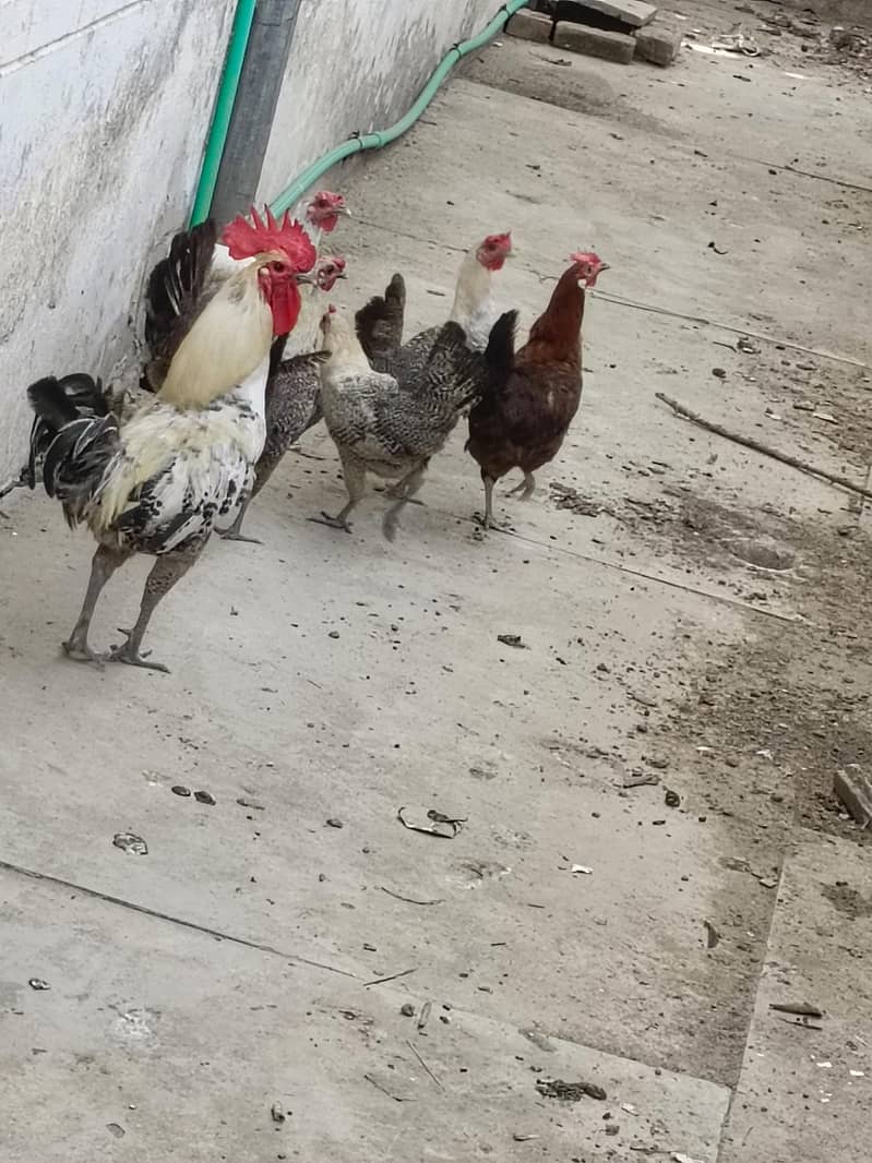 mishri hens 2
