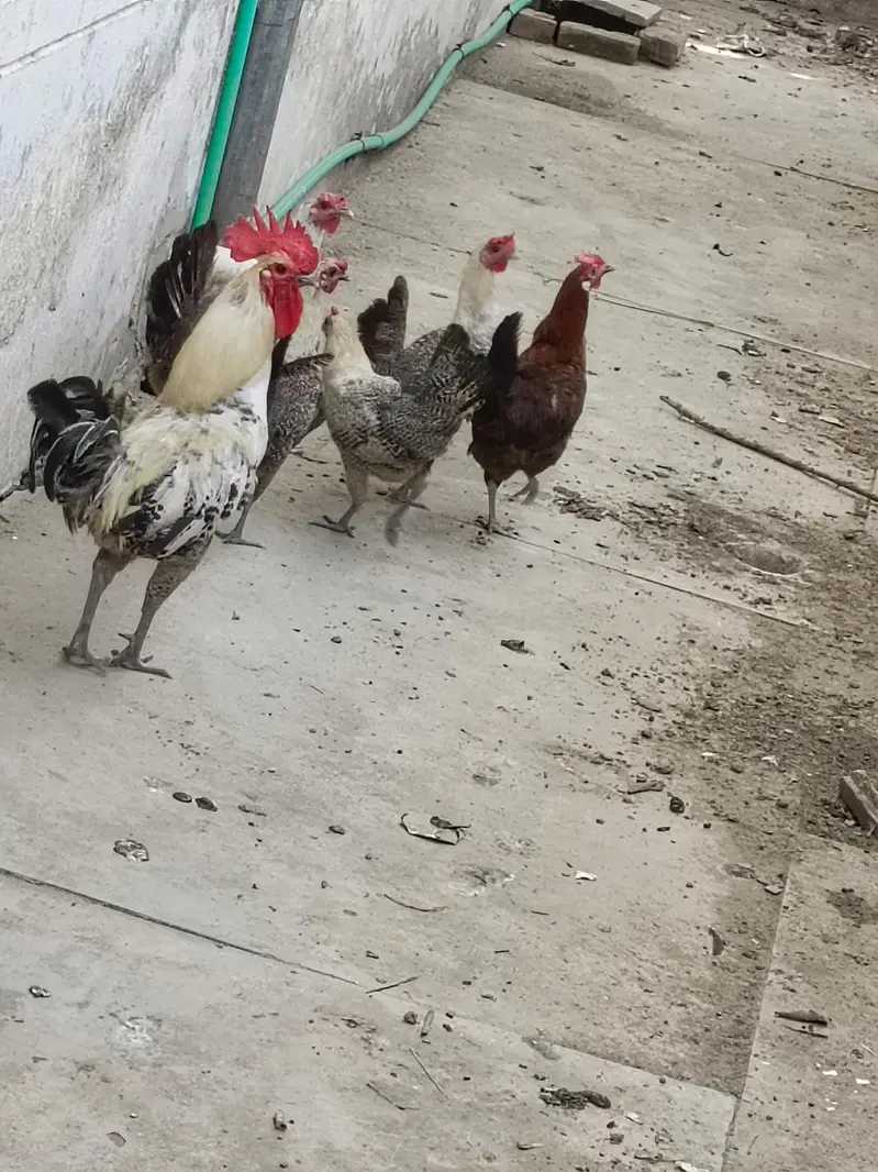 mishri hens — photo 3