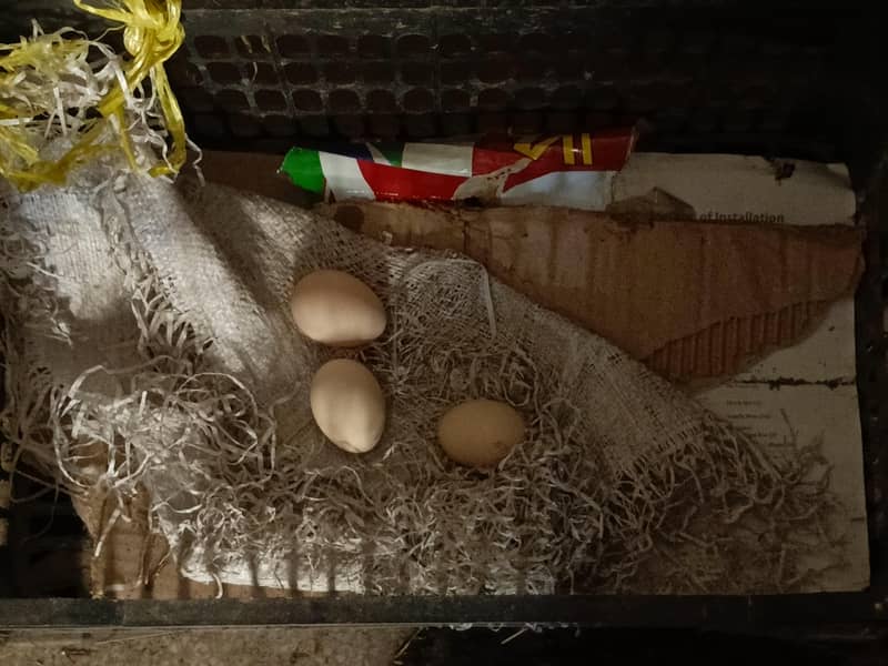 mishri hens 3