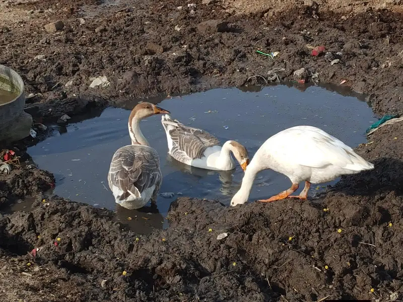 duck for sale — photo 2