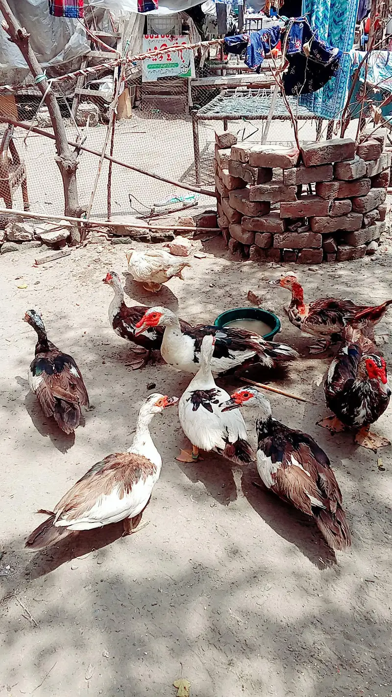 duck for sale — photo 3