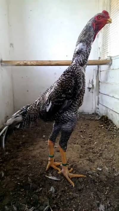 COCO OSHAMO MALE FOR SALE