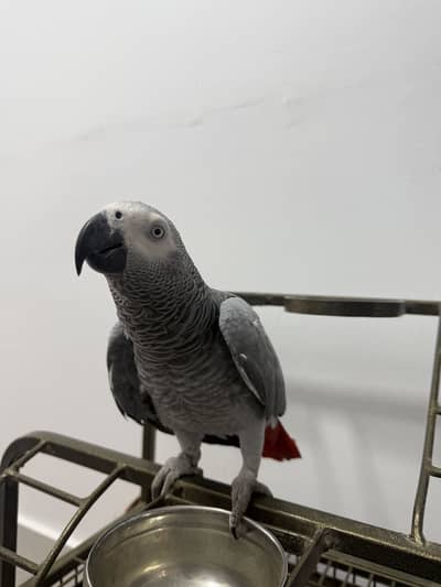 AFRICAN GREY PARROT FEMALE FOR SALE
