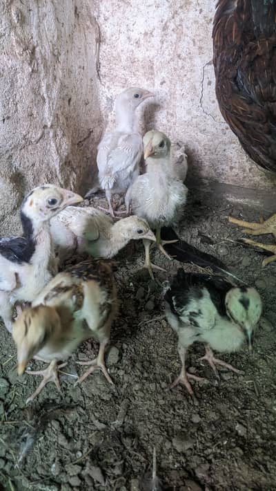 paper white Heera female for sale location Faisalabad price 7500