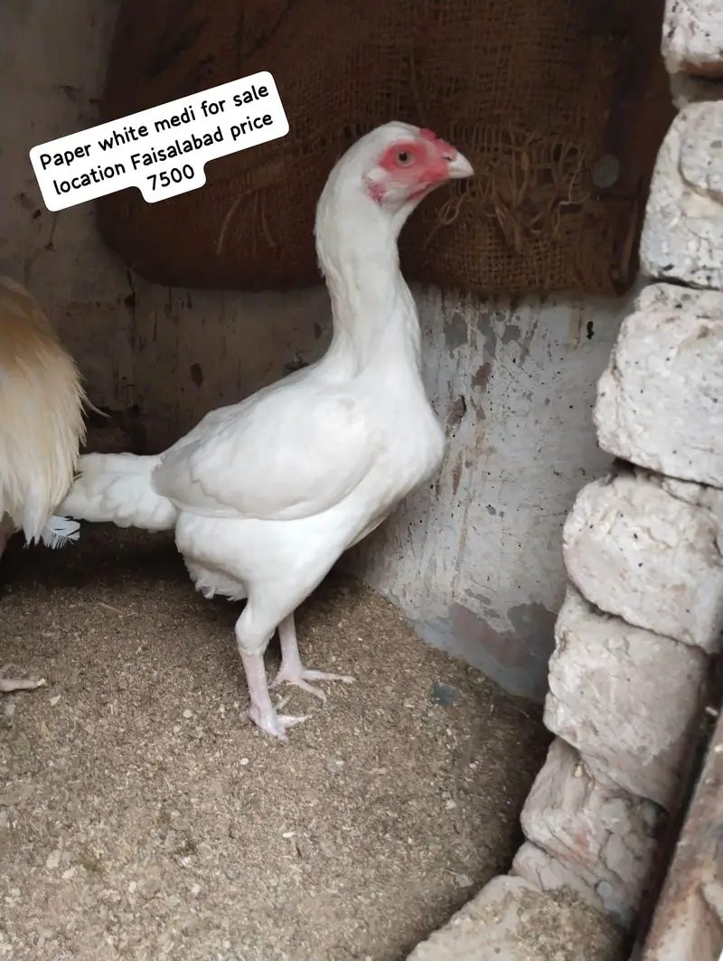 paper white Heera female for sale location Faisalabad price 7500 — photo 2
