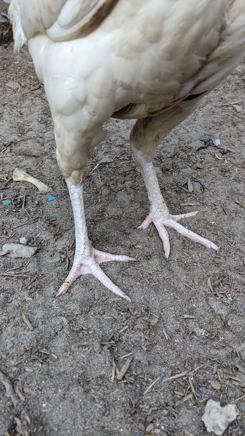paper white Heera female for sale location Faisalabad price 7500 — photo 3