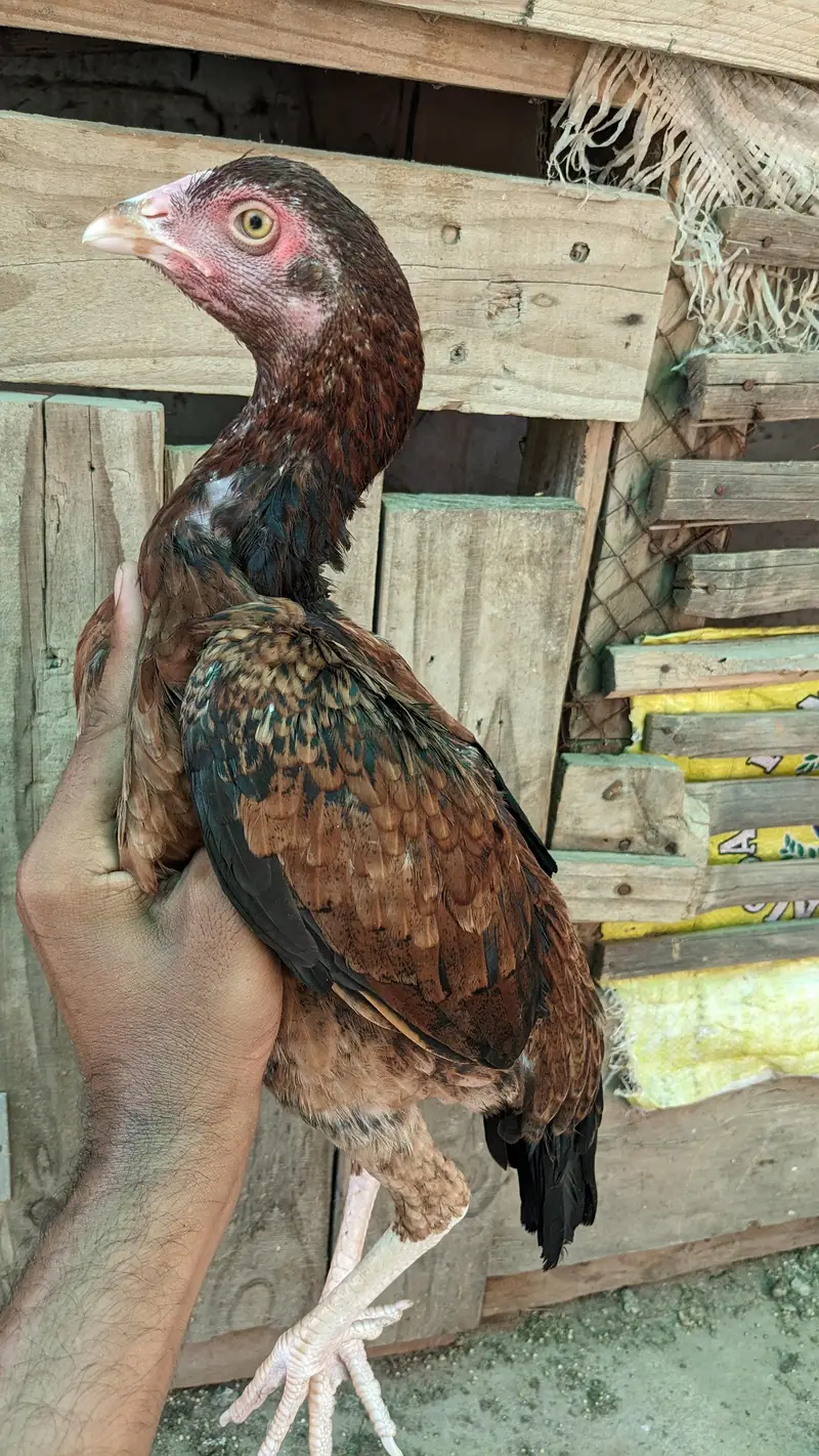 paper white Heera female for sale location Faisalabad price 7500 — photo 4