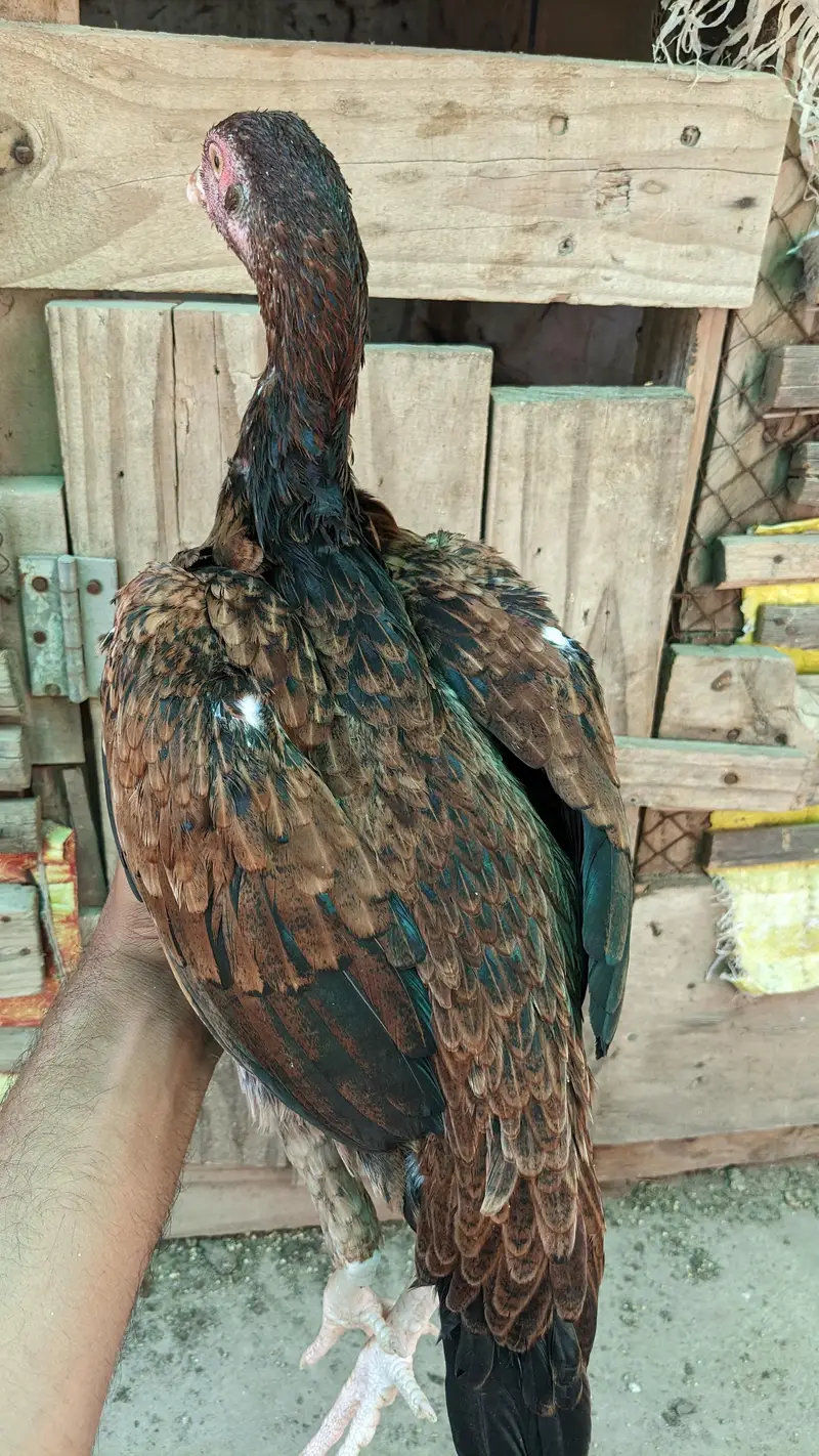 paper white Heera female for sale location Faisalabad price 7500 — photo 5