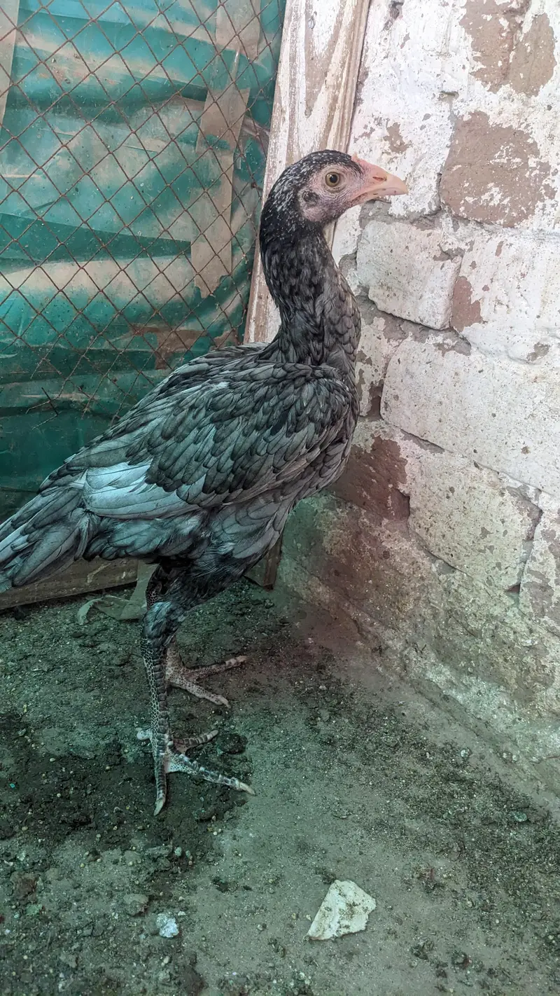 paper white Heera female for sale location Faisalabad price 7500 — photo 6